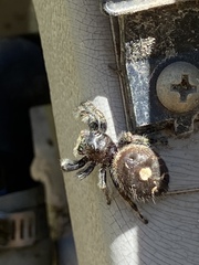 Phidippus audax