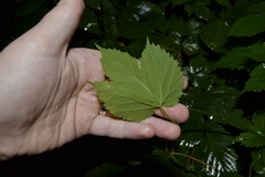 Humulus lupulus