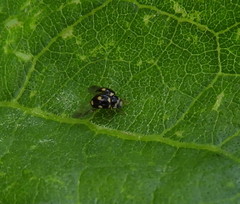 Brachiacantha decempustulata