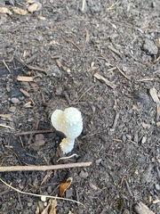 Leucocoprinus cretaceus image