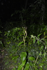 Rumex