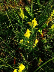 Linaria vulgaris