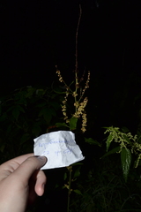 Rumex