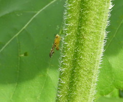 Strauzia longipennis