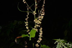 Rumex