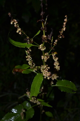 Rumex