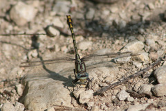 Phanogomphus militaris