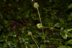Geum urbanum