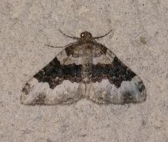 Epirrhoe galiata