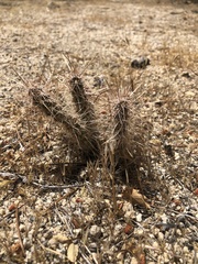 Cylindropuntieae