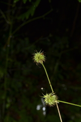 Geum urbanum