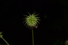 Geum urbanum