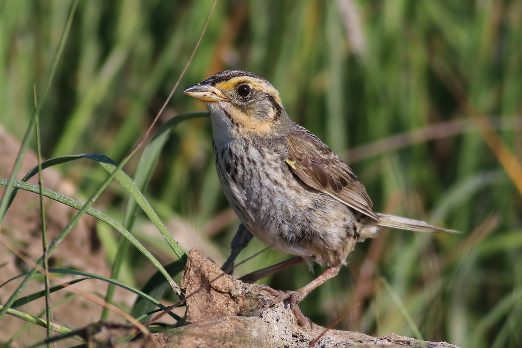 Saltmarsh Sparrow