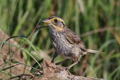 Saltmarsh Sparrow photo 1