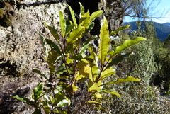 Quintinia