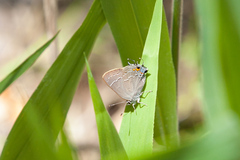 Satyrium favonius