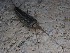 Ctenolepisma lineatum