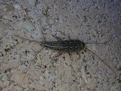 Ctenolepisma lineatum