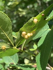 Caryomyia tuberculata