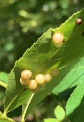 Caryomyia tuberculata