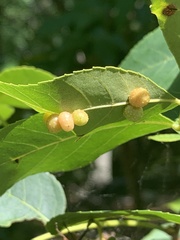 Caryomyia tuberculata