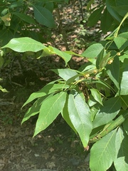 Caryomyia tuberculata