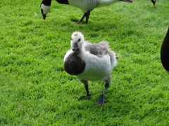 Branta leucopsis