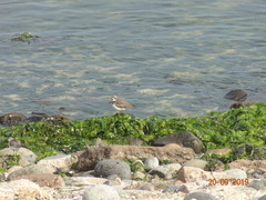 Charadrius semipalmatus