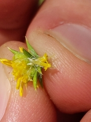 Centromadia parryi rudis