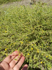 Centromadia parryi rudis