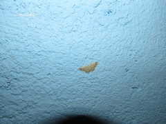 Scopula plantagenaria