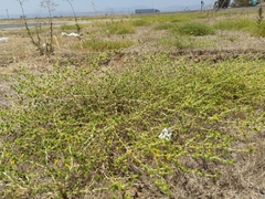 Centromadia parryi rudis