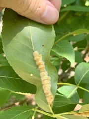Caryomyia aggregata