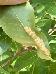 Caryomyia aggregata