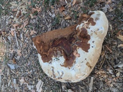 Ganoderma