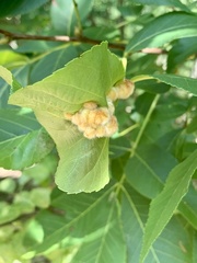 Caryomyia aggregata