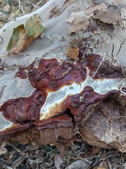Ganoderma