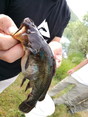Sumček čierny (Ameiurus melas)