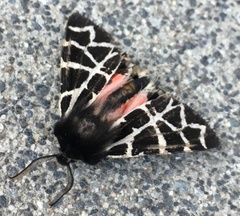 Apantesis nevadensis