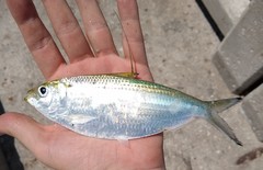 Opisthonema oglinum