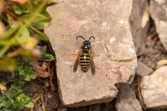 Dolichovespula saxonica