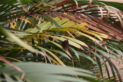 Elymnias hypermnestra