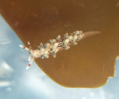 Eubranchus olivaceus