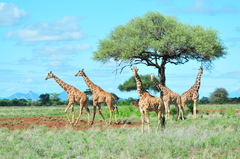 Giraffa camelopardalis reticulata