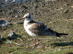 Chroicocephalus ridibundus