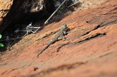 Agama lionotus
