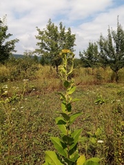 Inula helenium