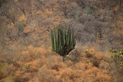 Pachycereus weberi
