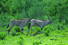 Oryx beisa