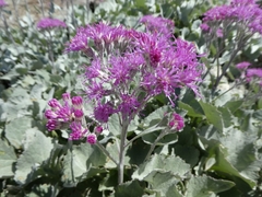 Adenostyles leucophylla